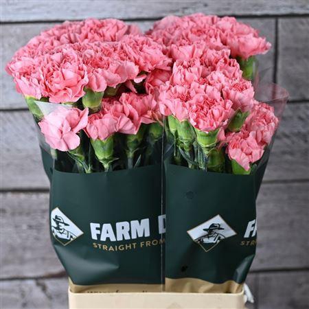 <h4>Di St Fristi</h4>