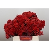 Kaaps Groen Red Brunia Medium