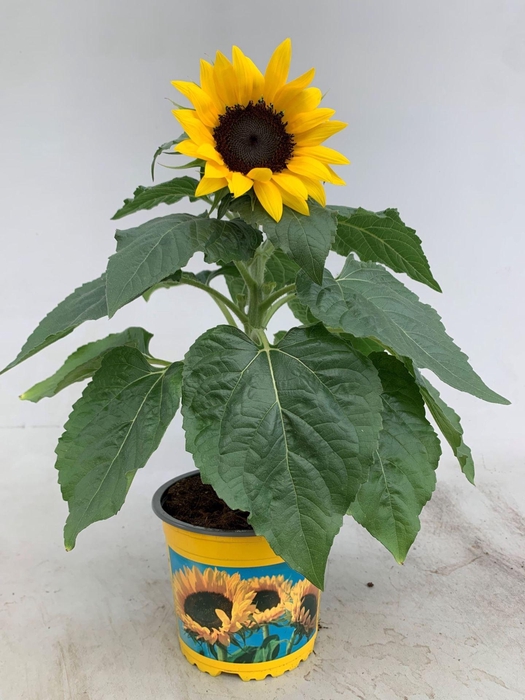 <h4>Helianthus annuus 'Sunsation'</h4>