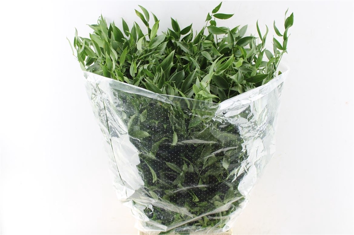 <h4>Ruscus Italy Medium 120 Gram</h4>