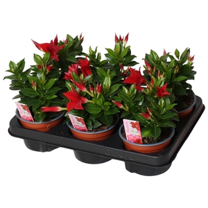 Mandevilla Rio, rood 3 stek per pot