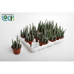 KLEINIA STAPELIIFORM