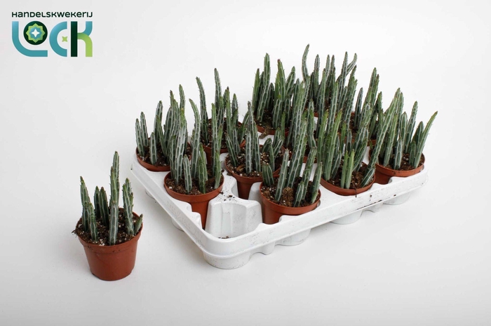 <h4>KLEINIA STAPELIIFORM</h4>