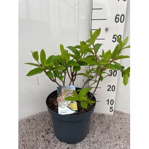 Hydrangea pan. Candlelight 50-60 P26