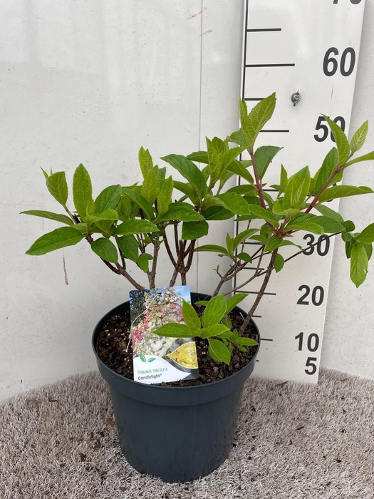 <h4>Hydrangea pan. Candlelight 50-60 P26</h4>