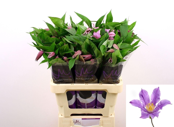 <h4>CLEMATIS DIVERSIF. 'AMAZING LONDON'</h4>
