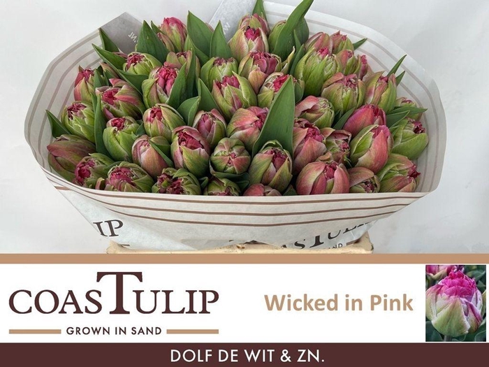 <h4>Tulipa do wicked in pink</h4>