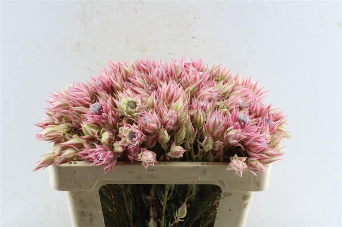 <h4>Blushing Bride Pink 2-5</h4>