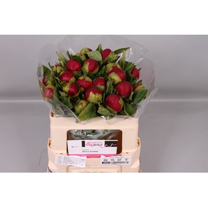 Paeonia Red Charm | Heavy Quality