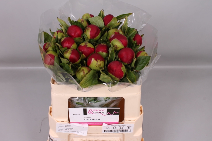 <h4>Paeonia Red Charm | Heavy Quality</h4>