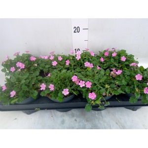 Erodium variabile 'Bishops Form'