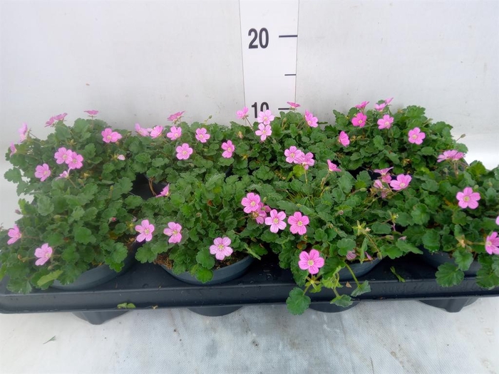 <h4>Erodium variabile 'Bishops Form'</h4>