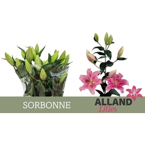 LI OR SORBONNE