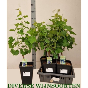 VITIS VINIFERA