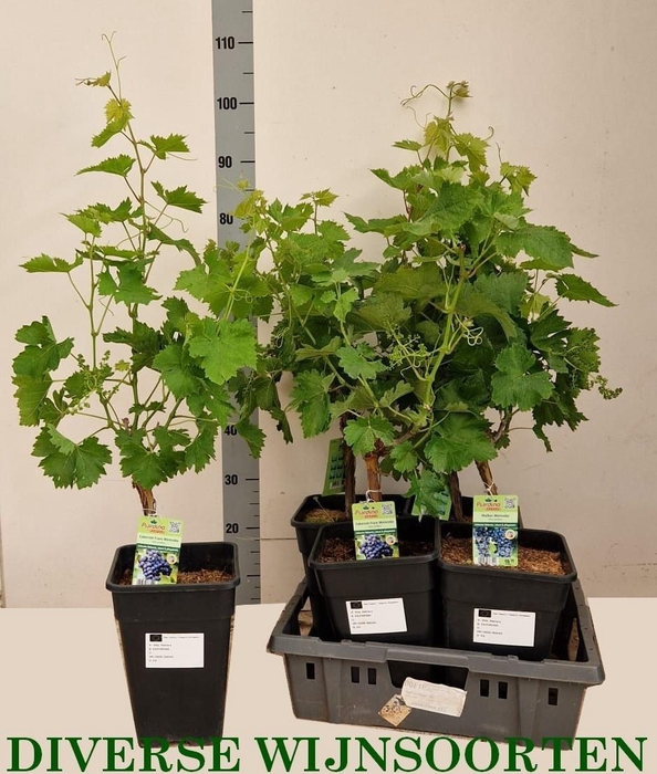 <h4>VITIS VINIFERA</h4>