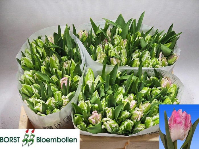 <h4>TU PA CABANNA</h4>