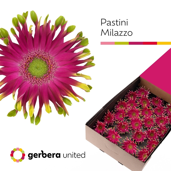 <h4>Ge Gr Pasta Milazzo Box United</h4>