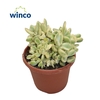 Cotyledon Ladysmithiensis Variegata