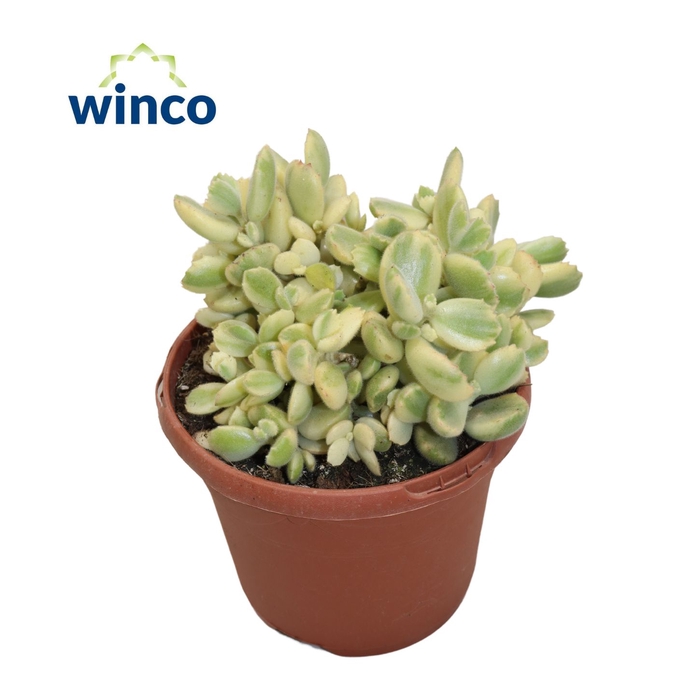 <h4>Cotyledon Ladysmithiensis Variegata</h4>