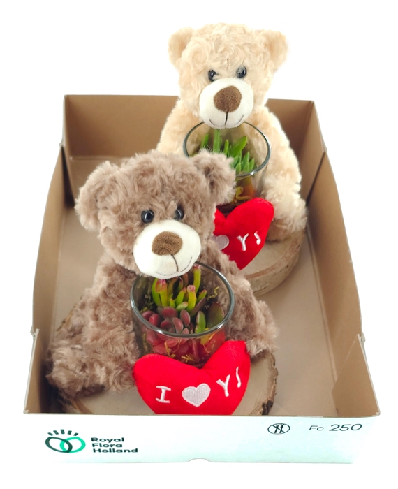 <h4>ARR SUCCULENTEN</h4>