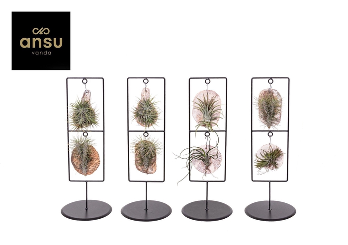 <h4>Tilly Tiles in Design Frame Double</h4>