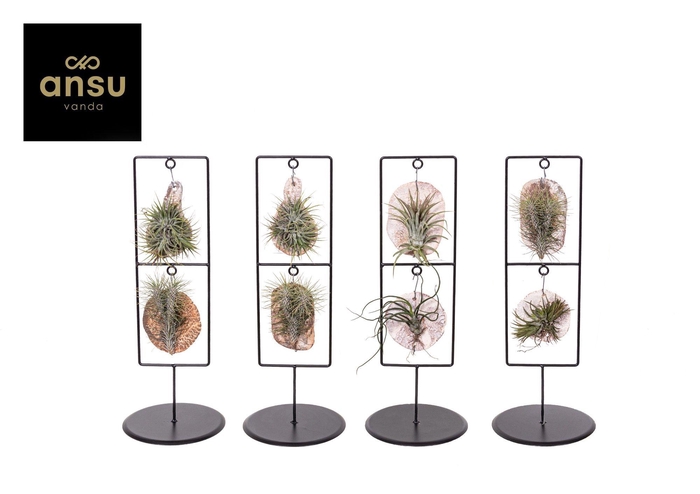 <h4>Tilly Tiles in Design Frame Double</h4>