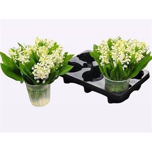 CONVALLARIA P ST