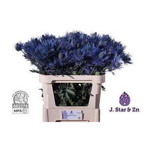 Eryngium Alpinum Extra 75cm