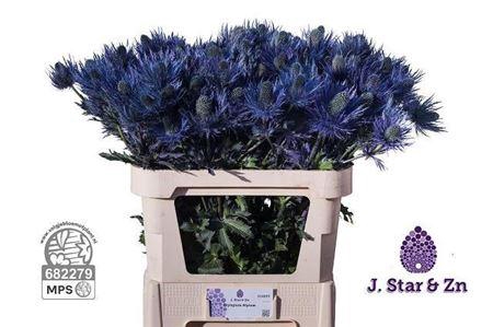<h4>Eryngium Alpinum Extra 75cm</h4>