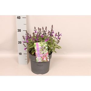 Perkplanten 19 cm  Salvia greggi Violet