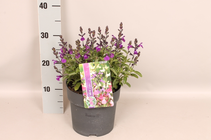 <h4>Perkplanten 19 cm  Salvia greggi Violet</h4>
