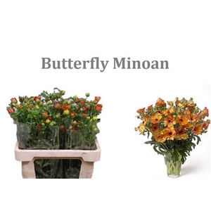 Ran Butterfly Minoan