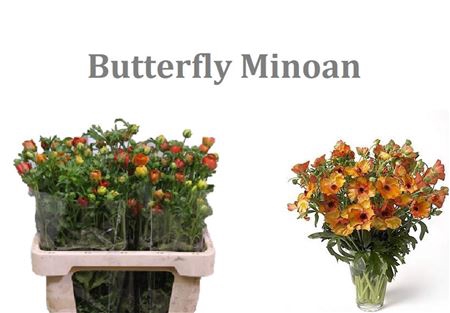 <h4>Ran Butterfly Minoan</h4>