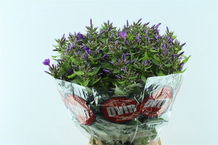 <h4>Phlox Van Gogh Blue</h4>