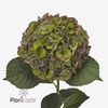 Hydrangea royal palace classic