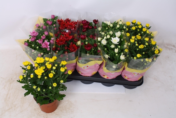 <h4>CHRYS GEVULDBL GEM</h4>