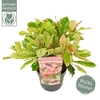 Photinia serratifolia Pink Crispy