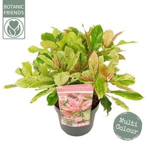 Photinia serratifolia Pink Crispy