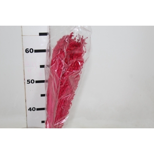 CAPIM BANANAL DESIDRATADO