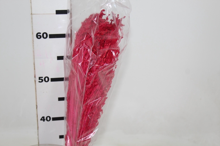 <h4>CAPIM BANANAL DESIDRATADO</h4>