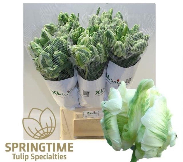 <h4>Tulipa pa super parrot</h4>