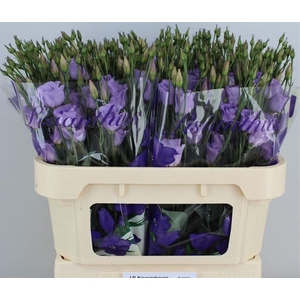 EUS E PICCO LAVENDER