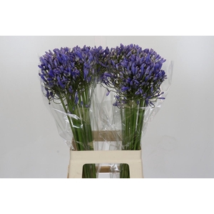 Agapanthus Blue Heaven