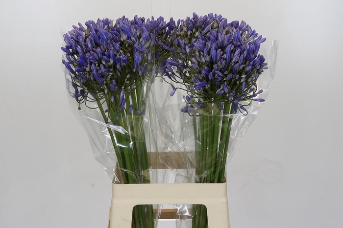 <h4>Agapanthus Blue Heaven</h4>