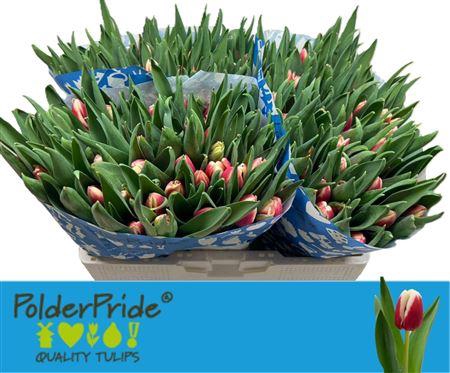 <h4>Tu En Energy4all</h4>