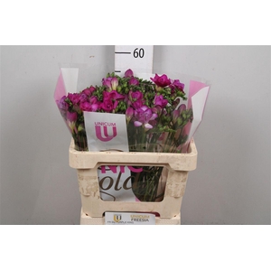 Fr Du Purple King (op Kleur!)