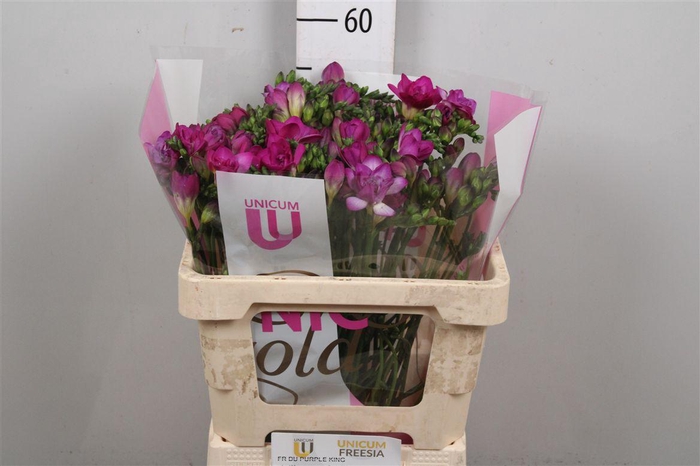 <h4>Fr Du Purple King (op Kleur!)</h4>