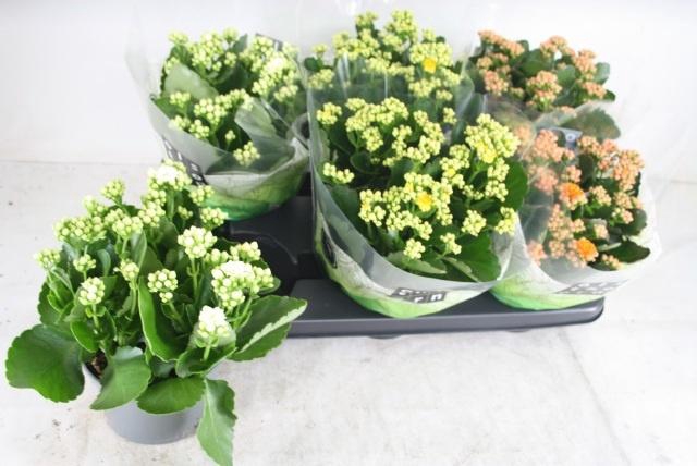 <h4>KAL GE GEM 3 KL</h4>