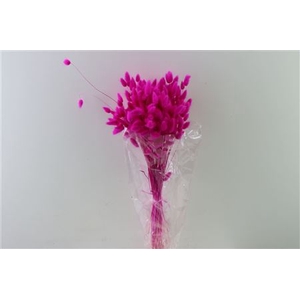 Dried Lagurus Fuchsia Bunch Slv