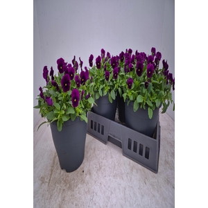 VIO WI EVO PURPE